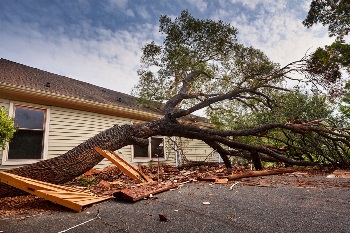 large tree collapsed on a house roof shingles broken