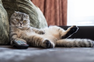 Cat laying on couch in funny position