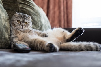 Cat laying on couch in funny position