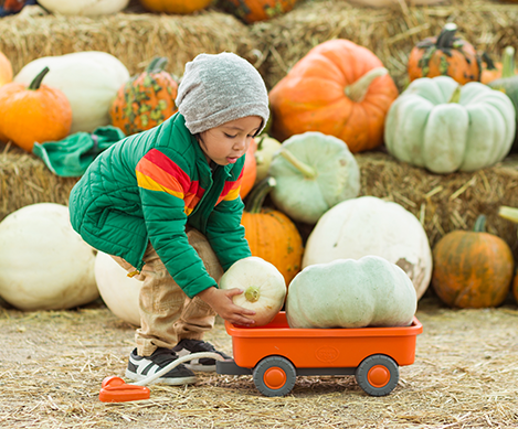 Kid putting pumpkins in wagon